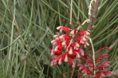 APII jpeg image of Grevillea parallelinervis  © contact APII