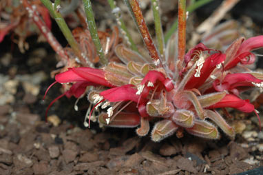 APII jpeg image of Leptosema daviesioides  © contact APII