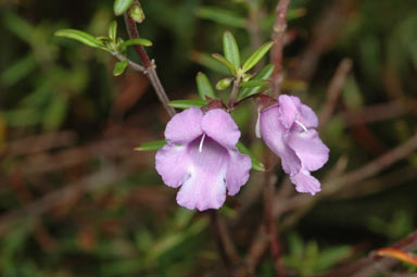 APII jpeg image of Prostanthera phylicifolia  © contact APII