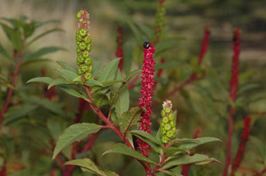 APII jpeg image of Phytolacca octandra  © contact APII