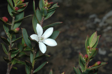 APII jpeg image of Philotheca myoporoides subsp. brevipedunculata  © contact APII