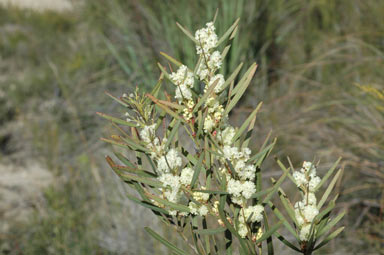 APII jpeg image of Acacia suaveolens  © contact APII