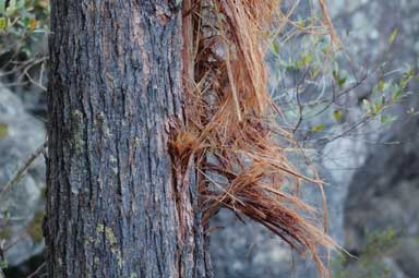 APII jpeg image of Eucalyptus fastigata  © contact APII