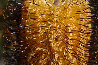 APII jpeg image of Banksia spinulosa var. spinulosa  © contact APII