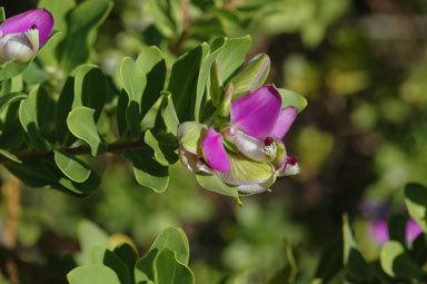 APII jpeg image of Polygala myrtifolia  © contact APII