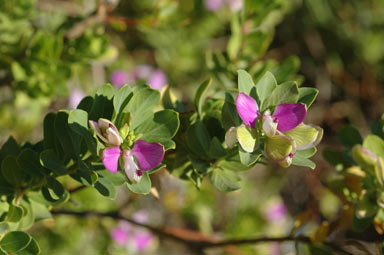 APII jpeg image of Polygala myrtifolia  © contact APII