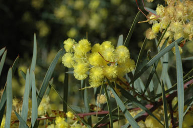 APII jpeg image of Acacia iteaphylla  © contact APII