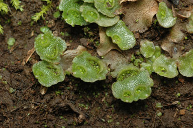 APII jpeg image of Lunularia cruciata  © contact APII