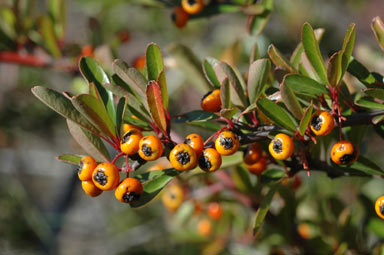 APII jpeg image of Pyracantha rogersiana  © contact APII