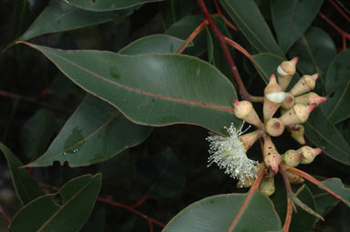 APII jpeg image of Eucalyptus robusta  © contact APII