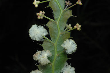 APII jpeg image of Acacia alata var. biglandulosa  © contact APII