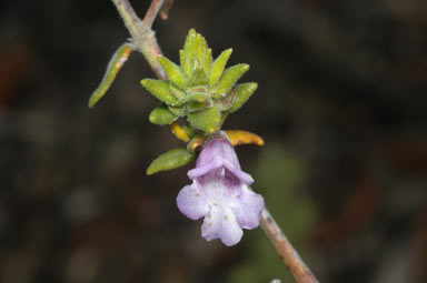 APII jpeg image of Prostanthera granitica  © contact APII