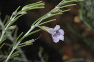 Eremophila microtheca