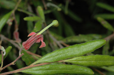 APII jpeg image of Grevillea arenaria  © contact APII