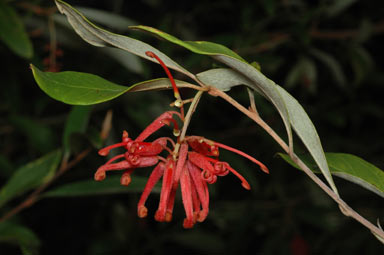 APII jpeg image of Grevillea victoriae subsp. brindabella  © contact APII