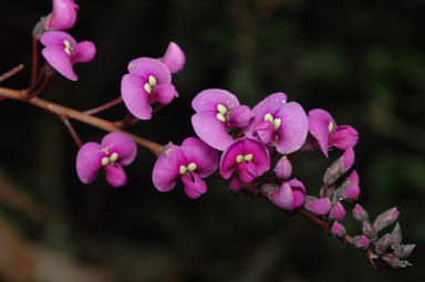 APII jpeg image of Hardenbergia violacea  © contact APII