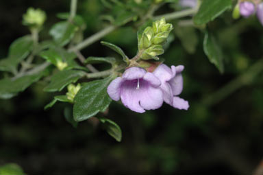 APII jpeg image of Prostanthera 'Poorinda Petite'  © contact APII