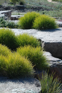 APII jpeg image of Lomandra confertifolia subsp. confertifolia  © contact APII