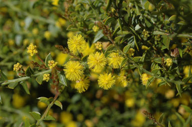 APII jpeg image of Acacia ambligona 'prostrate'  © contact APII