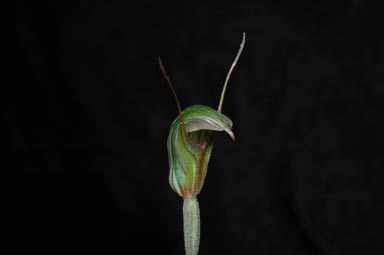 APII jpeg image of Pterostylis pedunculata  © contact APII