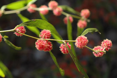 APII jpeg image of Acacia leprosa 'Scarlet Blaze'  © contact APII