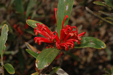 APII jpeg image of Grevillea dimorpha  © contact APII