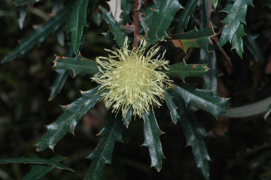 APII jpeg image of Banksia squarrosa subsp. squarrosa  © contact APII