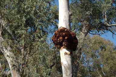 APII jpeg image of Eucalyptus mannifera  © contact APII