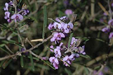 APII jpeg image of Hovea rosmarinifolia  © contact APII