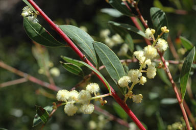 APII jpeg image of Acacia myrtifolia  © contact APII