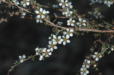 APII jpeg image of Leptospermum divaricatum  © contact APII