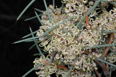 APII jpeg image of Hakea recurva  © contact APII