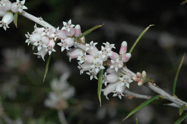 APII jpeg image of Lissanthe strigosa subsp. subulata  © contact APII