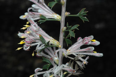 APII jpeg image of Petrophile biloba  © contact APII