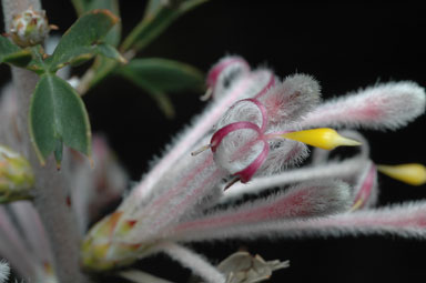 APII jpeg image of Petrophile biloba  © contact APII