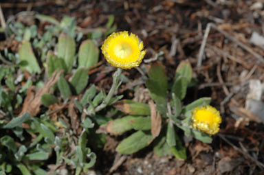 APII jpeg image of Xerochrysum subundulatum  © contact APII