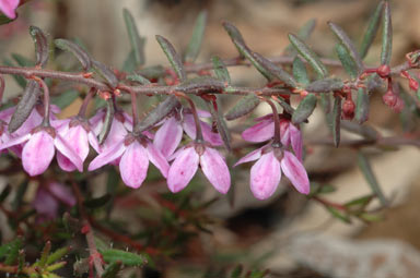 APII jpeg image of Tetratheca gunnii  © contact APII