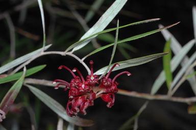 APII jpeg image of Grevillea diffusa subsp. filipendula  © contact APII