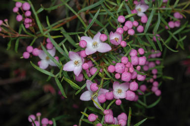 APII jpeg image of Boronia thujona  © contact APII