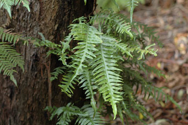 APII jpeg image of Microsorum scandens  © contact APII