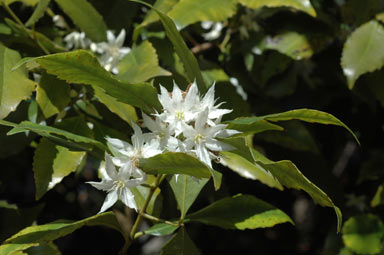 APII jpeg image of Doryphora sassafras  © contact APII