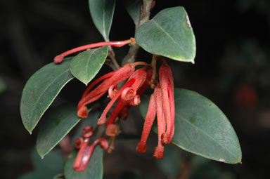 APII jpeg image of Grevillea oxyantha subsp. oxyantha  © contact APII