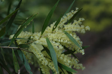 APII jpeg image of Acacia floribunda  © contact APII