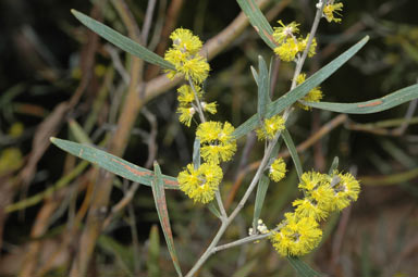 APII jpeg image of Acacia dawsonii  © contact APII