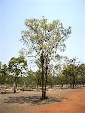 APII jpeg image of Terminalia grandiflora  © contact APII