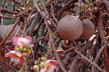 APII jpeg image of Couroupita guianensis  © contact APII