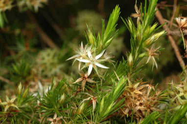 APII jpeg image of Calytrix brownii  © contact APII