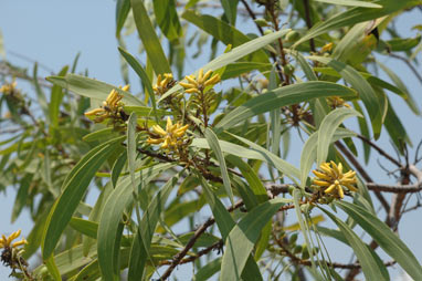 APII jpeg image of Persoonia falcata  © contact APII