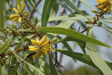 APII jpeg image of Persoonia falcata  © contact APII