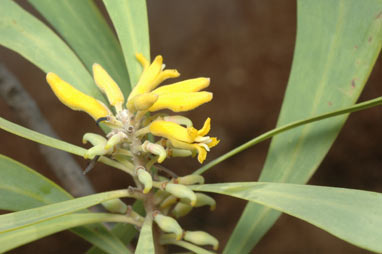 APII jpeg image of Persoonia falcata  © contact APII